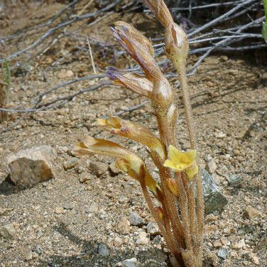 Orobanche fasciculata عادت