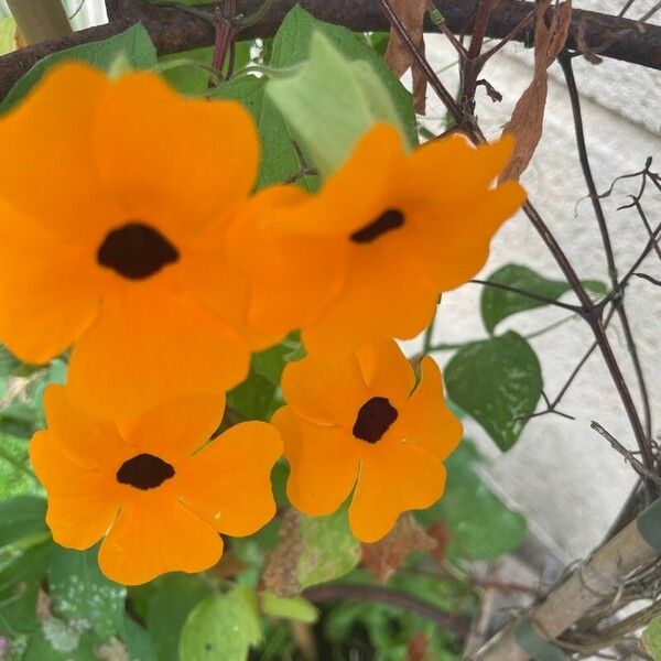 Thunbergia alata Flor