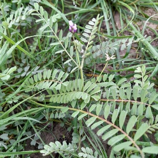 Astragalus asterias Хабит