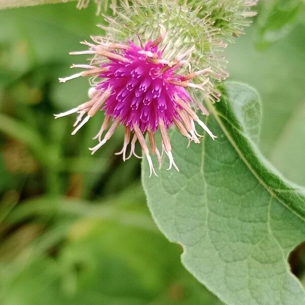 Arctium tomentosum Blomma