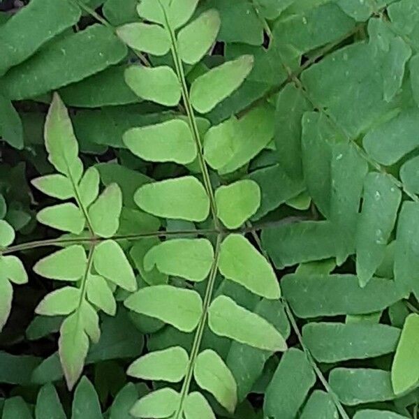 Osmunda regalis Ліст