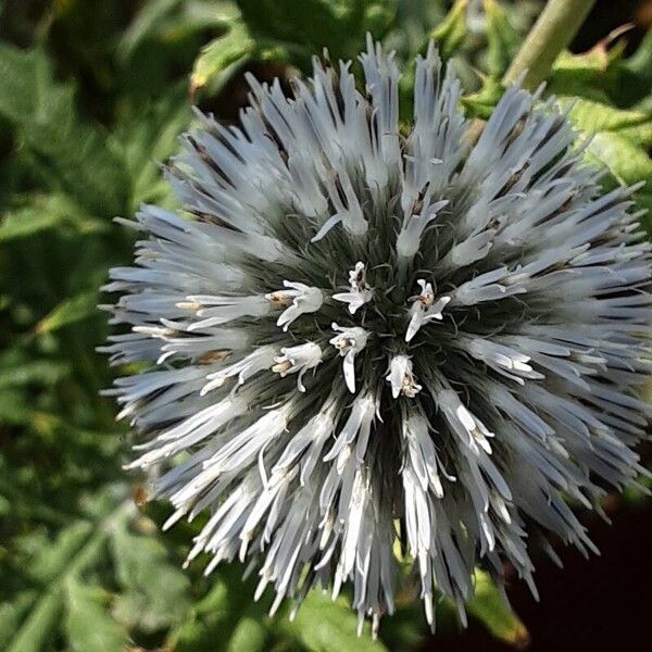 Echinops sphaerocephalus Flower