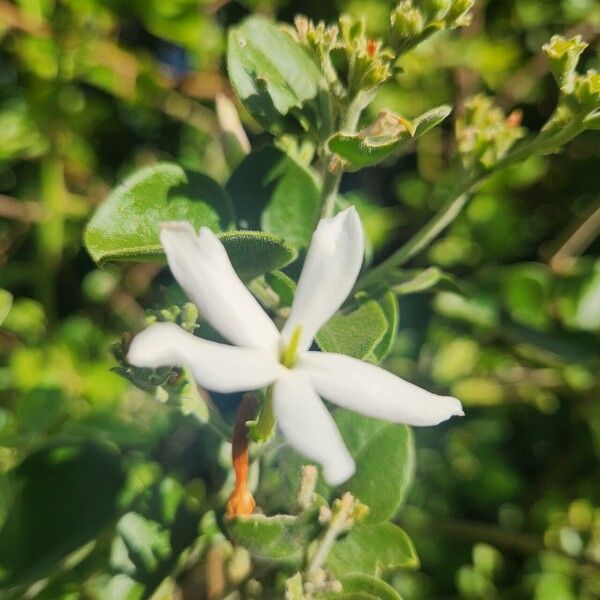 Jasminum fluminense Flors