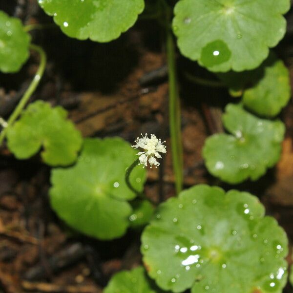 Hydrocotyle leucocephala Çiçek