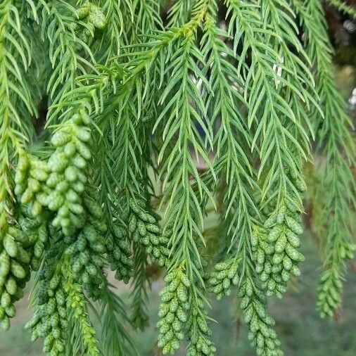 Cryptomeria japonica Leaf