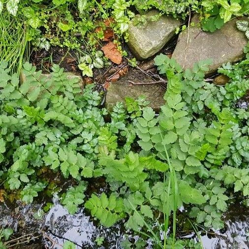 Berula erecta Leaf