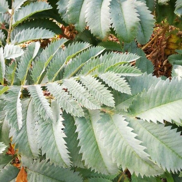 Melianthus major पत्ता