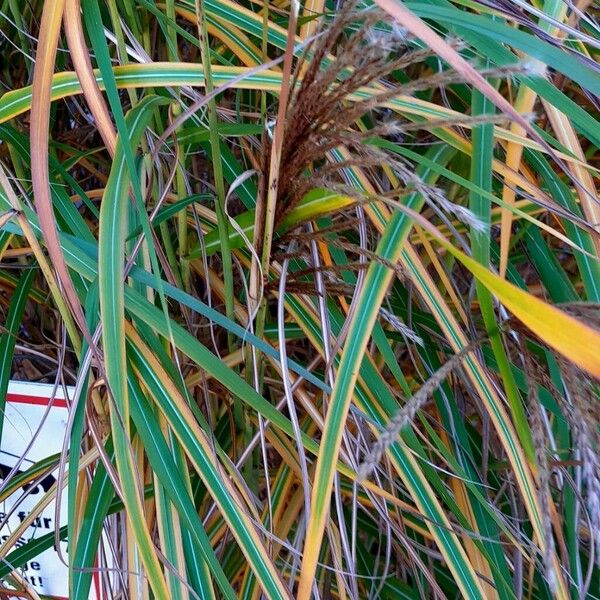 Miscanthus sacchariflorus Blad