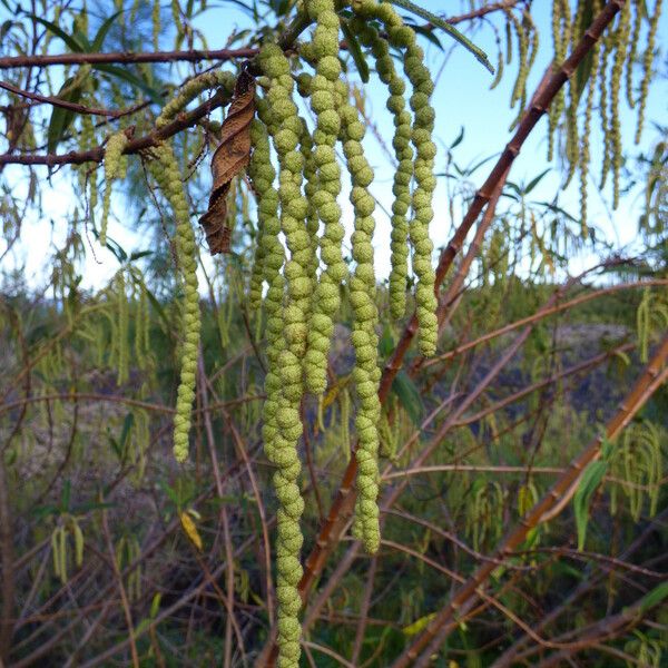 Boehmeria penduliflora Fiore