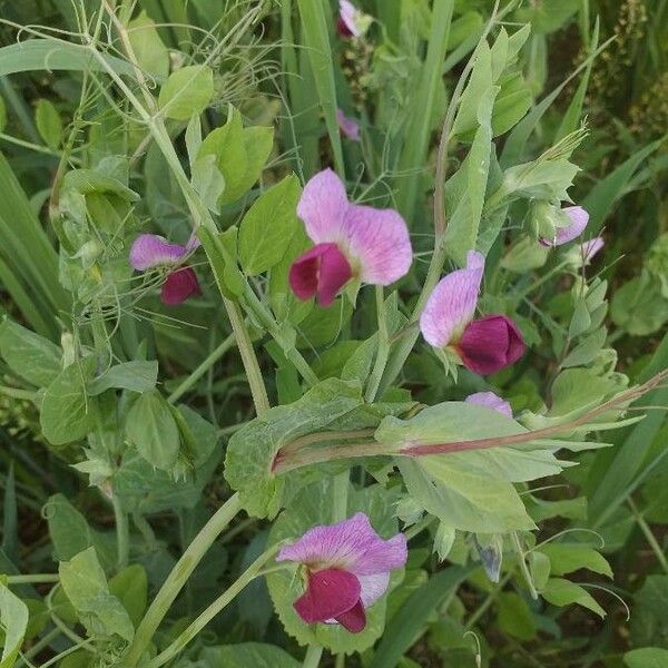 Pisum sativum Flower