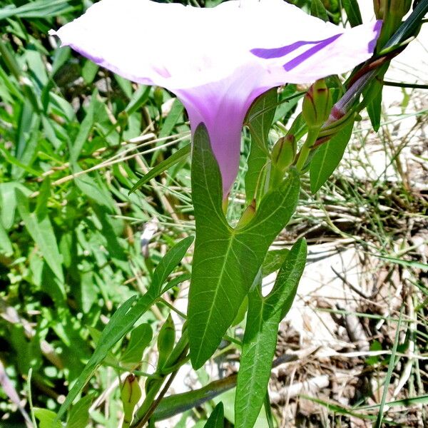 Ipomoea aquatica 花