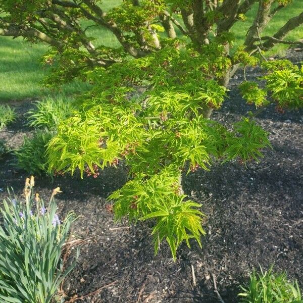 Acer palmatum Лист