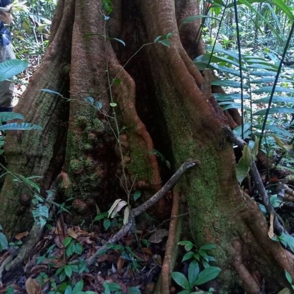 Tachigali paraensis Кора