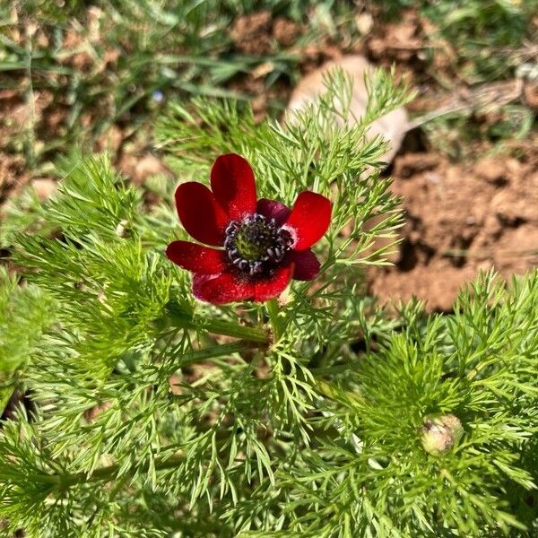 Adonis annua Flower