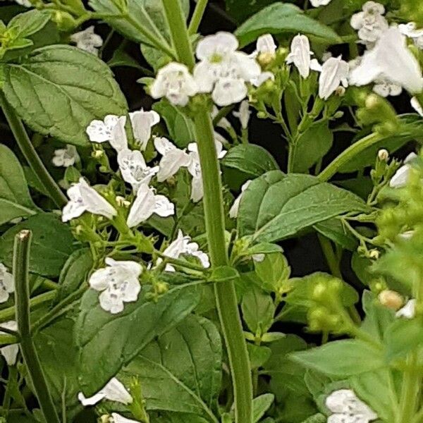 Clinopodium nepeta Blomst