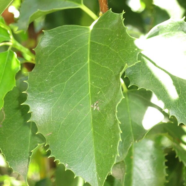 Prunus ilicifolia Fuelha