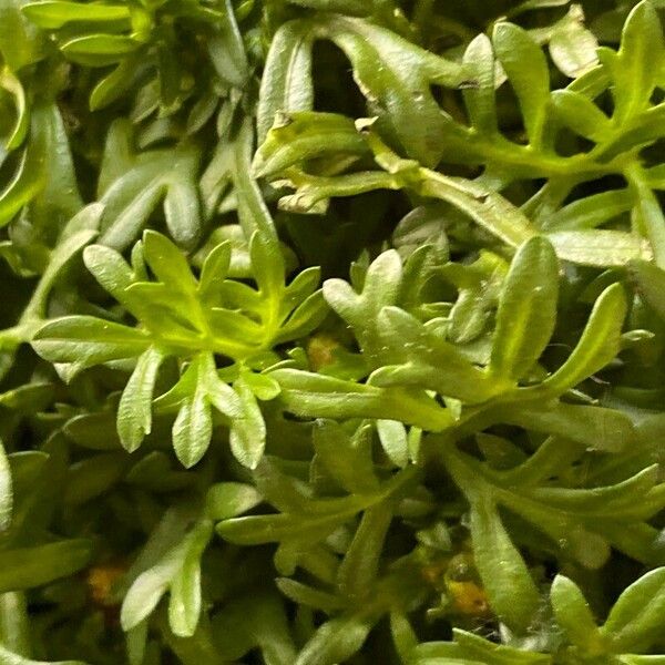 Bidens ferulifolia 叶