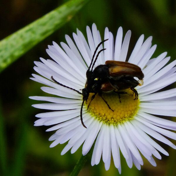 Bellis sylvestris Цветок