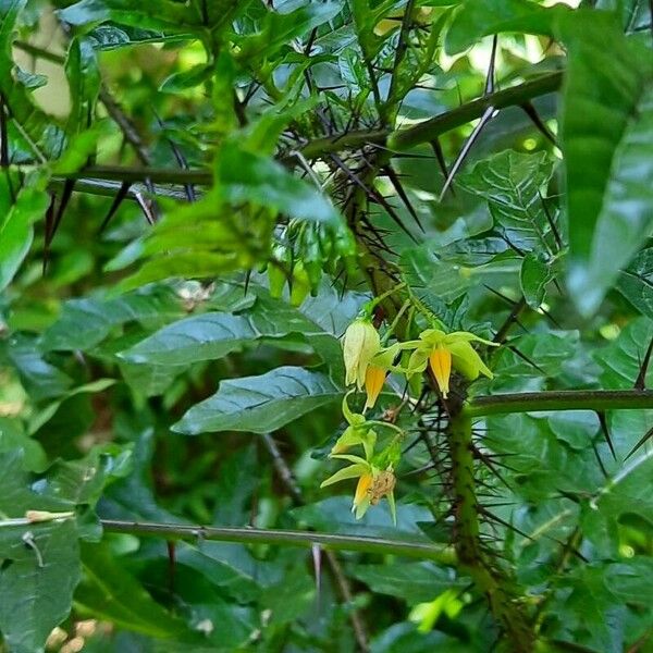 Solanum capsicoides 花