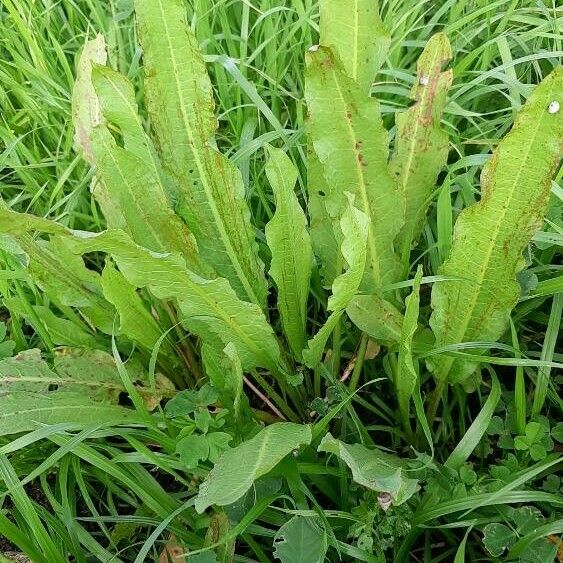 Rumex hydrolapathum Celota