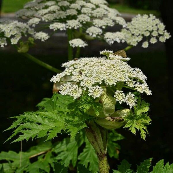 Heracleum mantegazzianum Çiçek