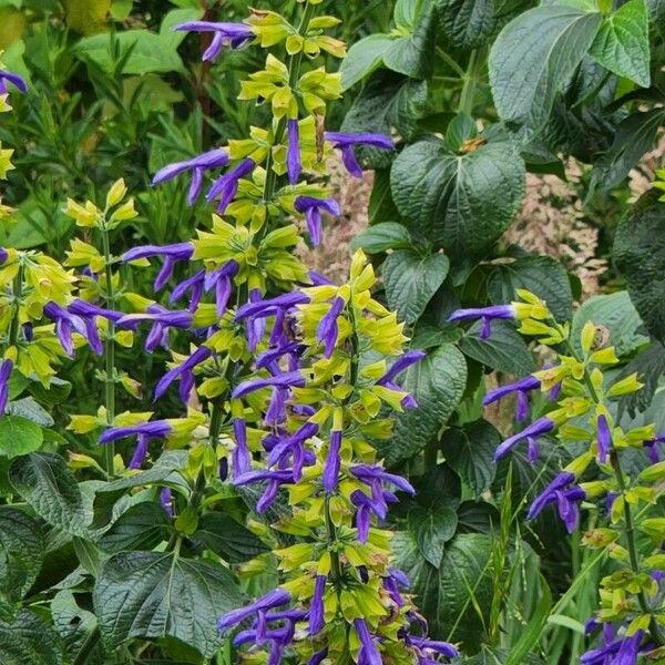 Salvia tiliifolia പുഷ്പം