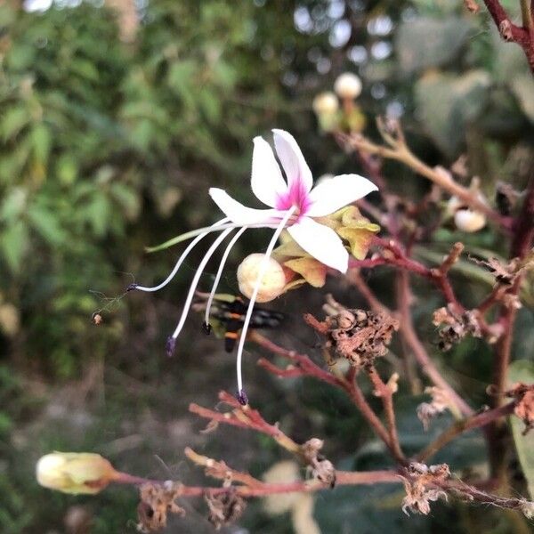 Clerodendrum indicum Λουλούδι
