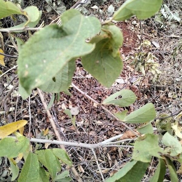 Grewia flavescens Leaf