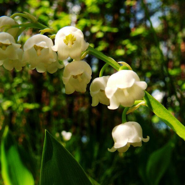 Convallaria majalis Flower