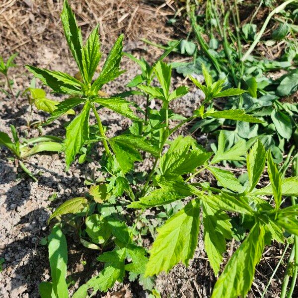 Geum laciniatum Blad