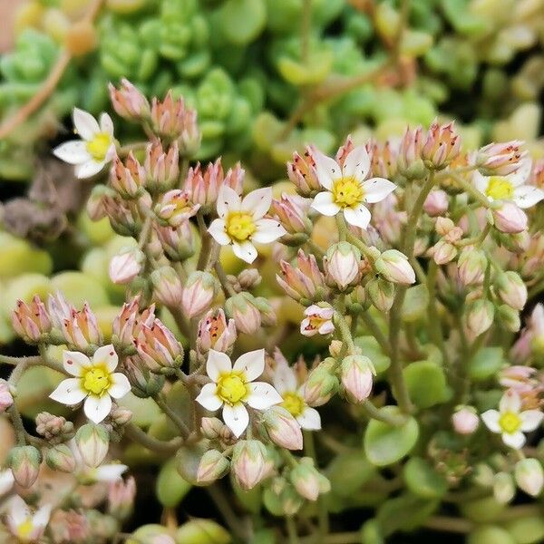 Sedum dasyphyllum Žiedas