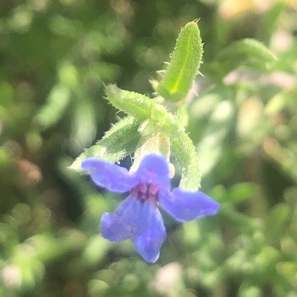 Lithodora fruticosa Flower