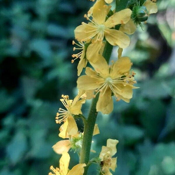 Agrimonia eupatoria Blüte