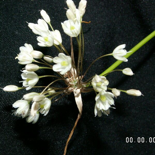 Allium pallens Kwiat