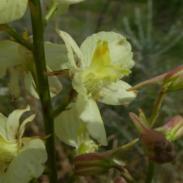 Delphinium semibarbatum Flower