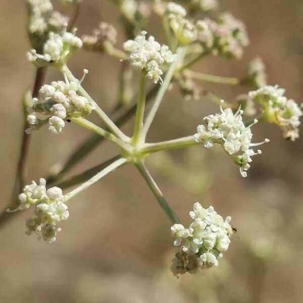 Seseli tortuosum Flower