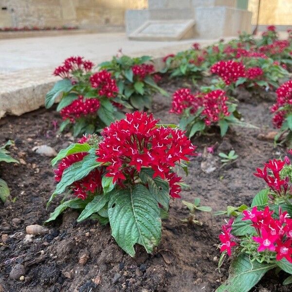 Pentas lanceolata Cvet