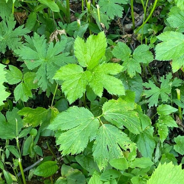 Peucedanum ostruthium Лист