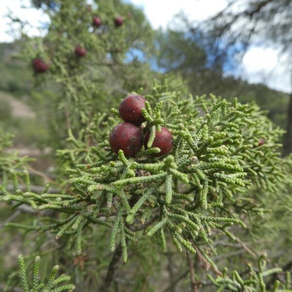 Juniperus phoenicea Meyve