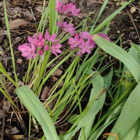 Allium oreophilum पत्ता