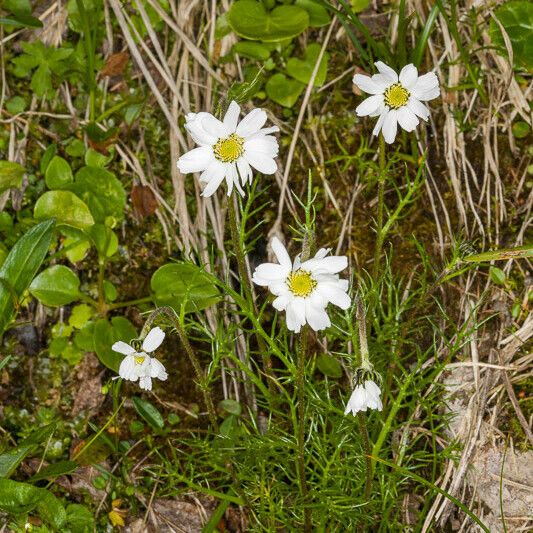 Achillea oxyloba Fiore