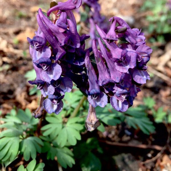 Corydalis solida Blomst