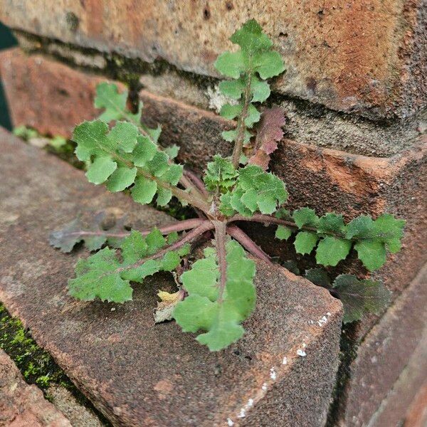 Sonchus oleraceus 形態