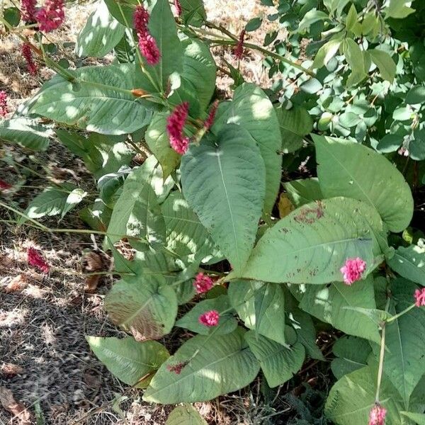 Persicaria orientalis Агульны выгляд