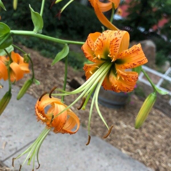 Lilium henryi Floare