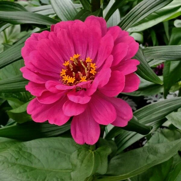 Zinnia elegans Flor