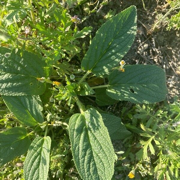 Phlomis herba-venti Leaf