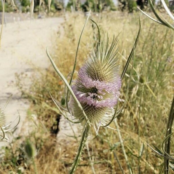 Dipsacus fullonum Blomst