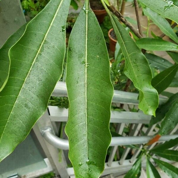 Cerbera manghas Листок