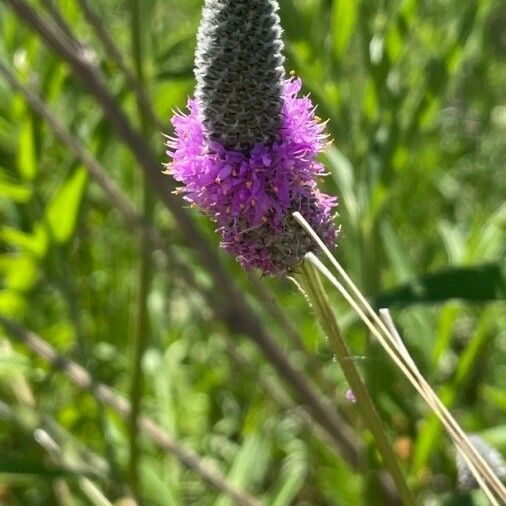 Dalea purpurea Flower